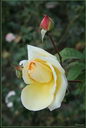 «Роза. Просто роза…» ;) (134Кб)